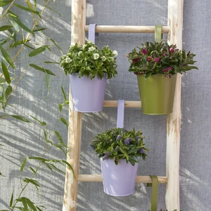 Hebe Addenda 'Petita Red'