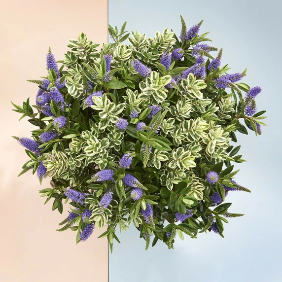 Hebe Addenda 'Tricolor' 3L