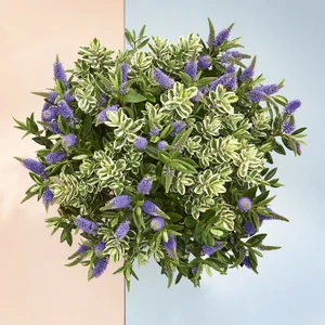 Hebe Addenda 'Tricolor'