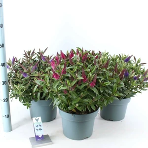 Hebe Addenda 'Twins' (Purple)