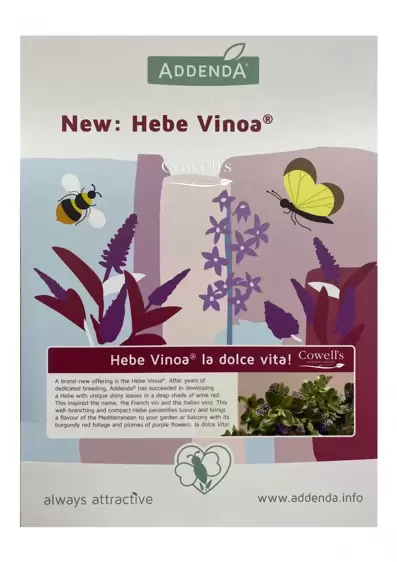 Hebe Addenda 'Vinoa Pink' - image 4