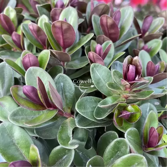 Hebe Addenda 'Vinoa Pink' - image 3