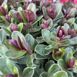 Hebe Addenda 'Vinoa Pink' - image 3