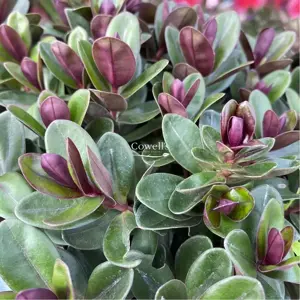 Hebe Addenda 'Vinoa Pink'