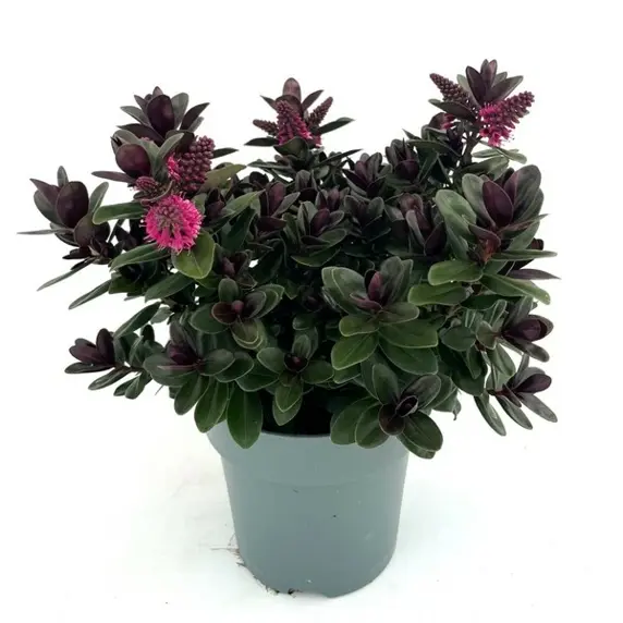 Hebe Addenda 'Vinoa Pink' 2L - image 2