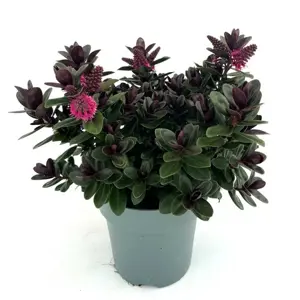 Hebe Addenda 'Vinoa Pink' 2L - image 2