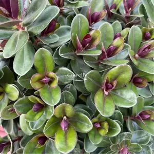 Hebe Addenda 'Vinoa Purple' 2L - image 6