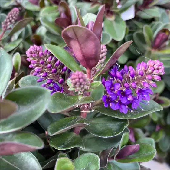 Hebe Addenda 'Vinoa Purple' 2L - image 4