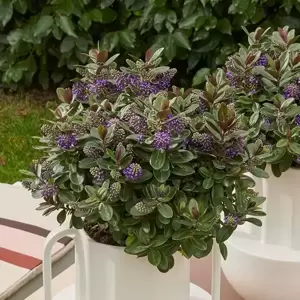 Hebe Addenda 'Vinoa Purple' 2L - image 6