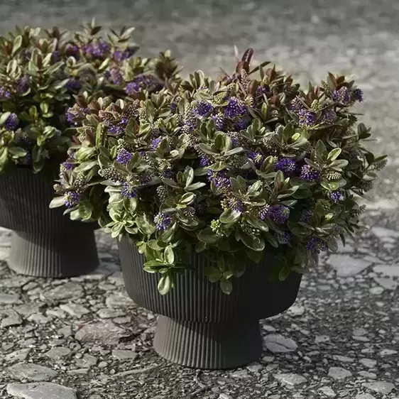 Hebe Addenda 'Vinoa Purple' 2L - image 2