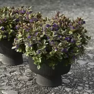 Hebe Addenda 'Vinoa Purple' 2L - image 2