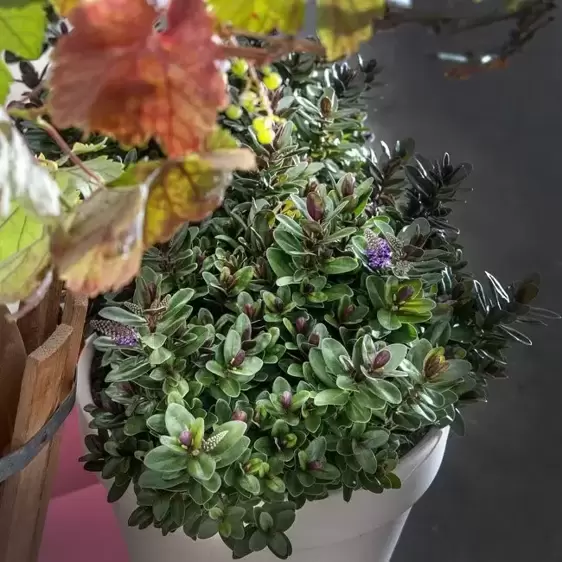Hebe Addenda 'Vinoa Purple' 2L - image 3
