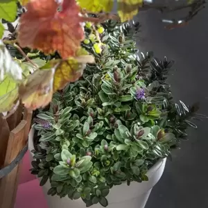 Hebe Addenda 'Vinoa Purple' 2L - image 3
