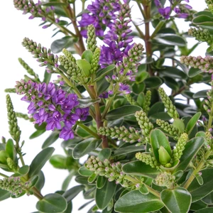 Hebe All Blooms 'Ariana' - image 3