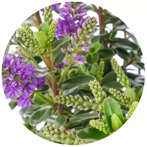 Hebe All Blooms 'Ariana' - image 2