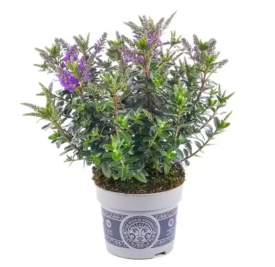 Hebe All Blooms 'Ariana' - image 1