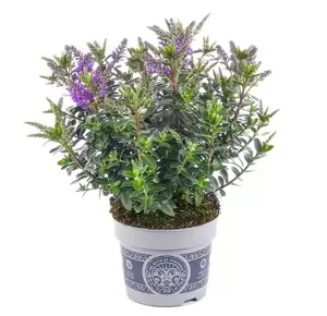 Hebe All Blooms 'Ariana' - image 1