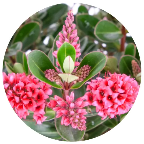 Hebe All Blooms 'Rai' - image 2