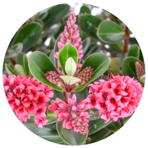 Hebe All Blooms 'Rai' - image 2