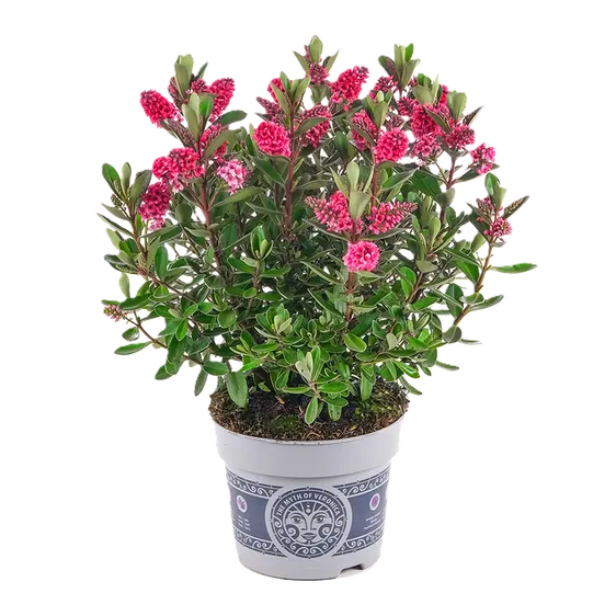 Hebe All Blooms 'Rai' - image 1