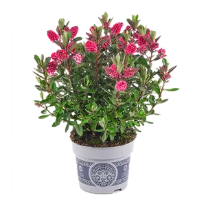 Hebe All Blooms 'Rai' - image 1