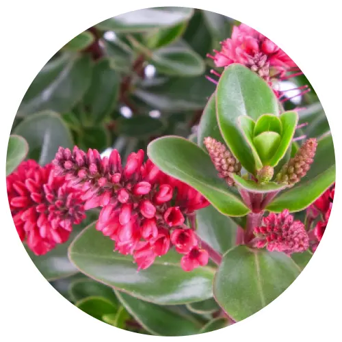Hebe All Blooms 'Rawiri' - image 2