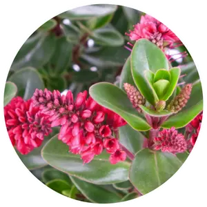 Hebe All Blooms 'Rawiri' - image 2