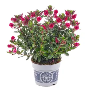 Hebe All Blooms 'Rawiri' - image 1