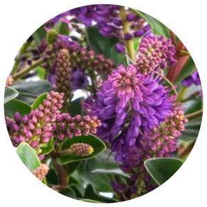 Hebe All Blooms 'Samiri' - image 2