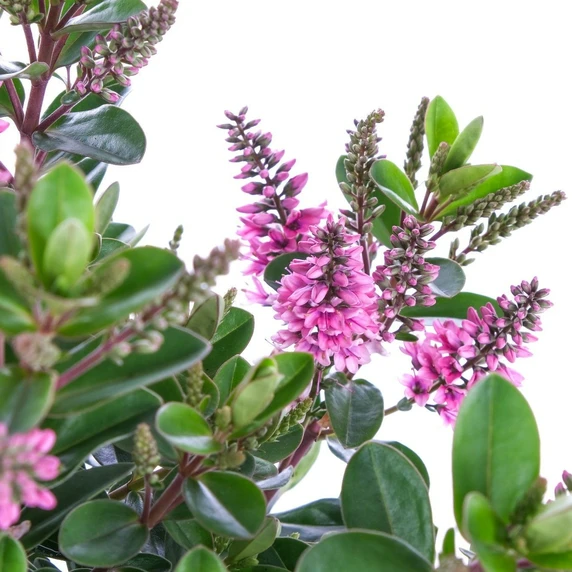 Hebe All Blooms 'Samona' - image 1
