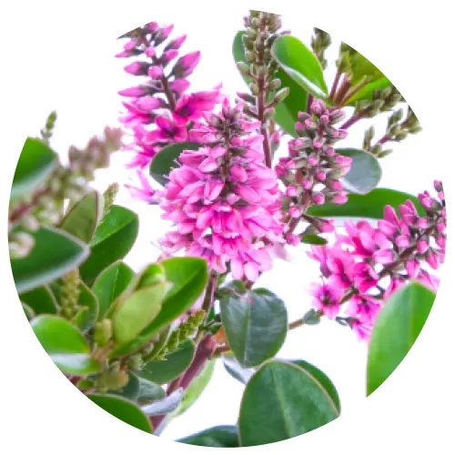 Hebe All Blooms 'Samona' - image 2