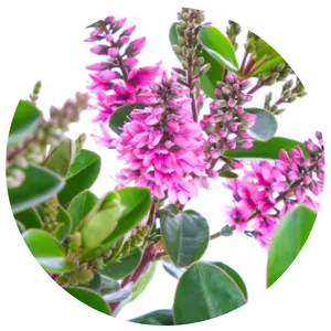 Hebe All Blooms 'Samona' - image 2
