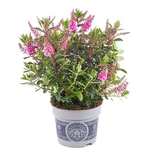 Hebe All Blooms 'Samona' - image 1