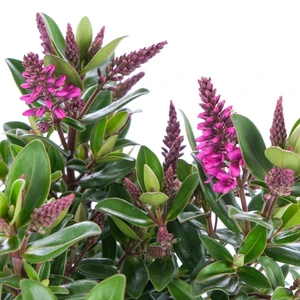 Hebe All Blooms 'Sanuka' - image 1