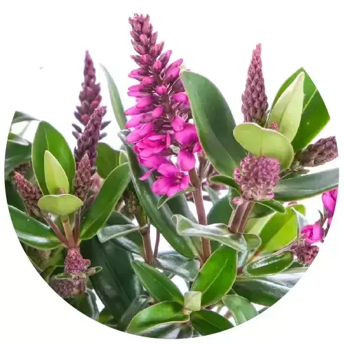 Hebe All Blooms 'Sanuka' - image 2