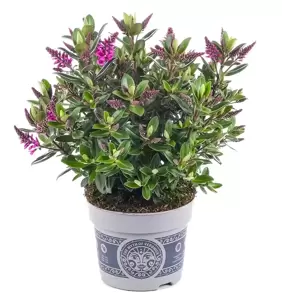 Hebe All Blooms 'Sanuka' - image 1