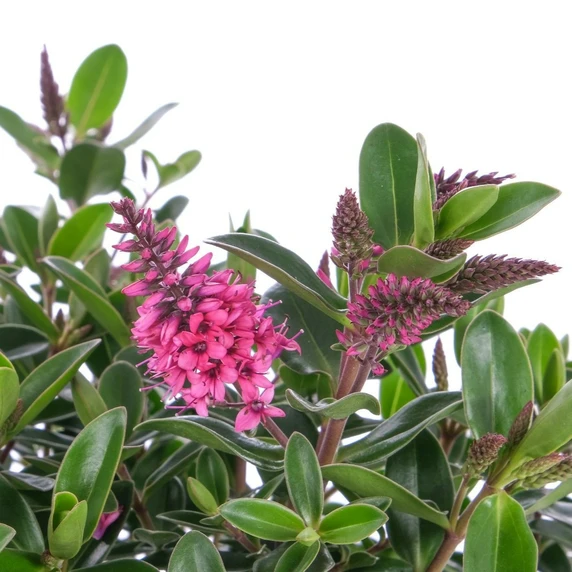 Hebe All Blooms 'Somala' - image 1