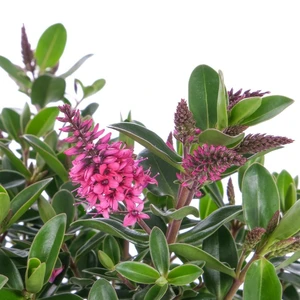 Hebe All Blooms 'Somala'