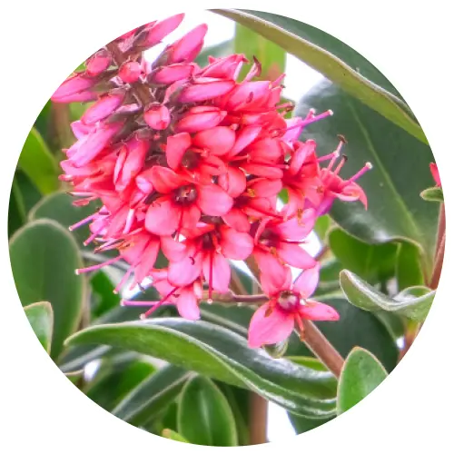 Hebe All Blooms 'Somala' - image 2