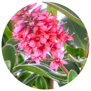 Hebe All Blooms 'Somala' - image 2