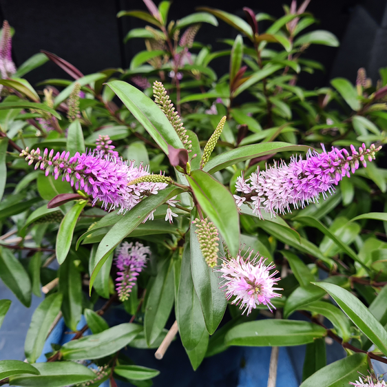 Picture - Genesis Plant Marketing