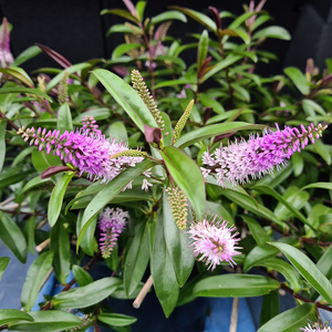 Picture - Genesis Plant Marketing