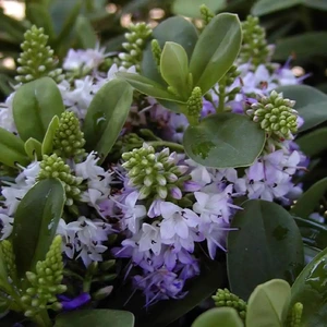 Hebe youngii 'Carl Teschner' 3L