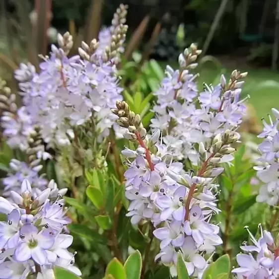 Hebe 'Champagne Ice'