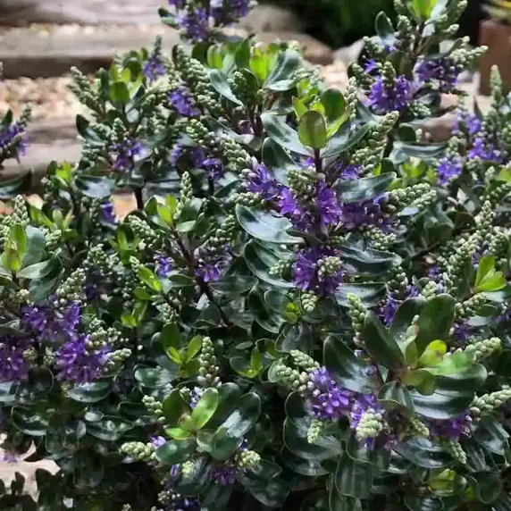 Picture Credit - The Bransford Webbs Plant Company