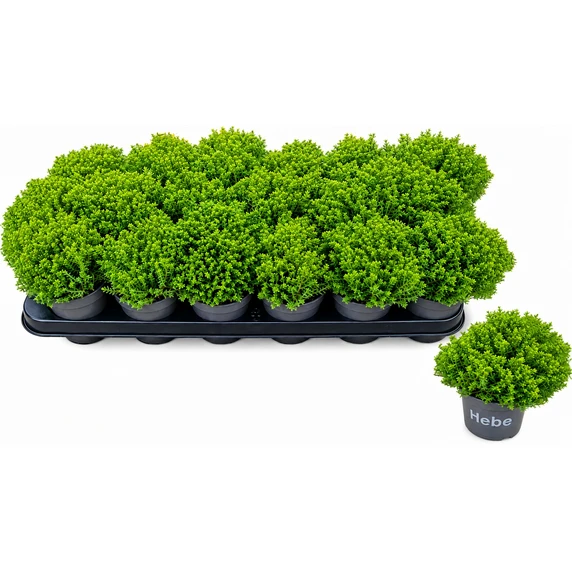 Hebe 'Green Globe' 9cm - image 4