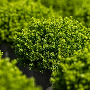 Hebe 'Green Globe' 2L - image 3