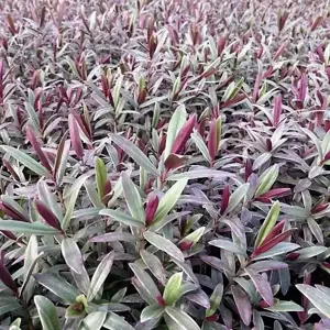 Hebe 'Marilyn Monroe'