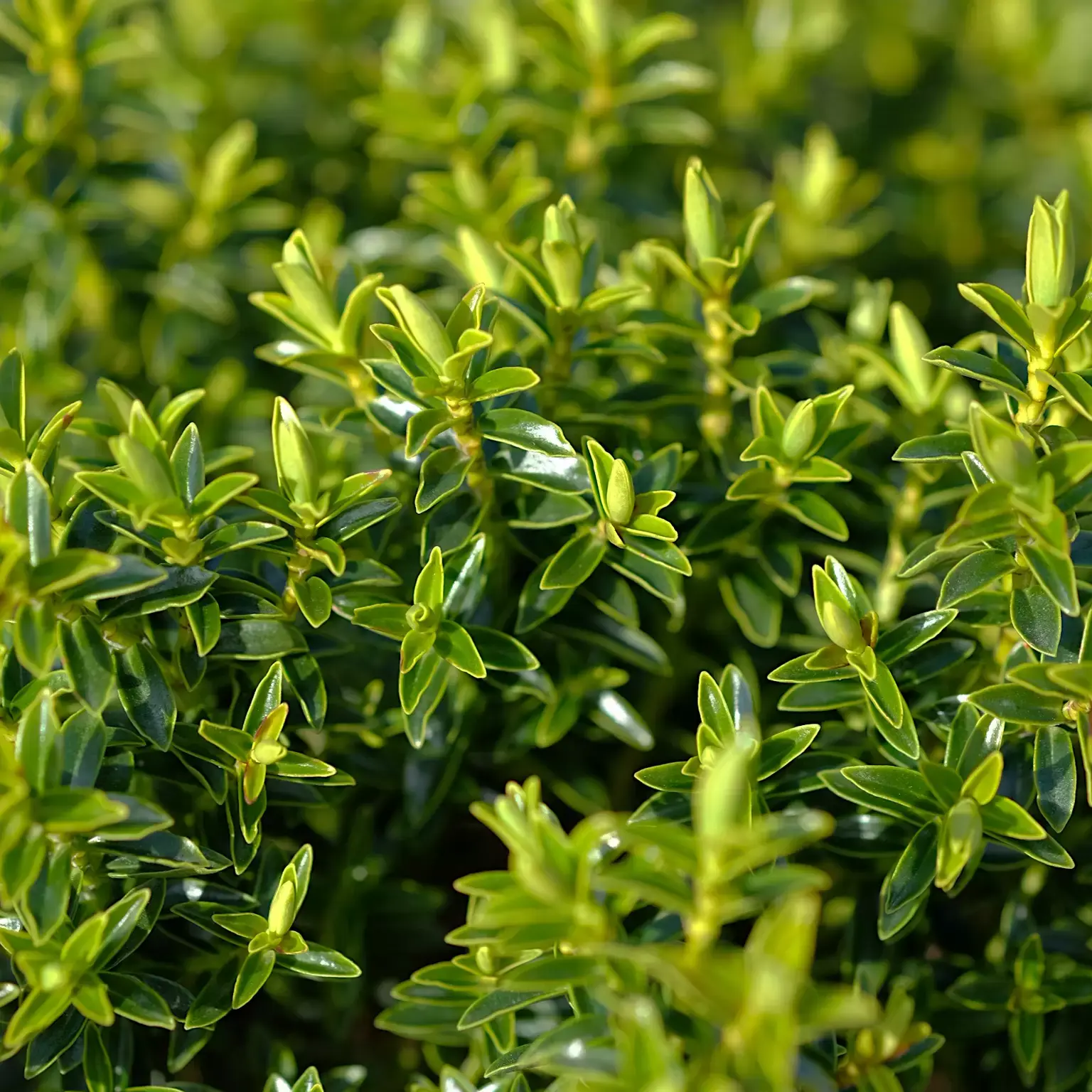 Hebe odora 'New Zealand' - Cowell's Garden Centre | Woolsington