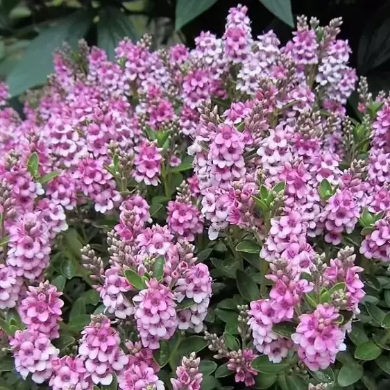 Hebe 'Pink Fizz'